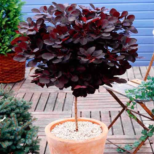 Скумпия Роял Пурпл изображение 1 артикул 73026