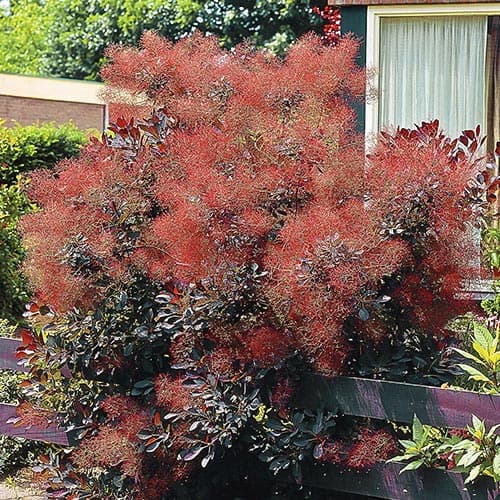 Скумпия Роял Перпл изображение 1 артикул 76687