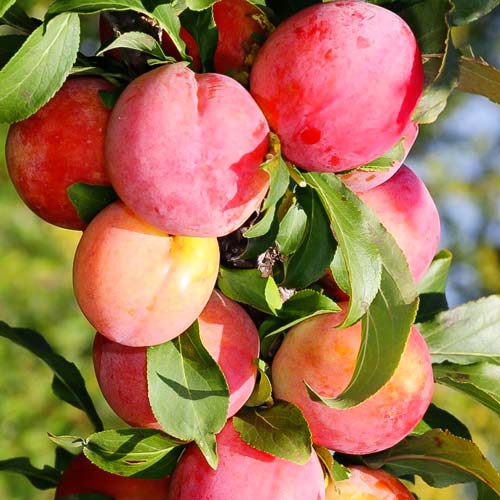 Слива-абрикос колоновидная Шедевр артикул фото 1 Слива-абрикос колоновидная Шедевр изображение 1 артикул 1964