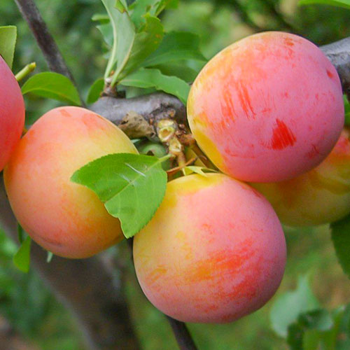 Слива Алтайская юбилейная артикул фото 1 Слива Алтайская юбилейная изображение 1 артикул 7015