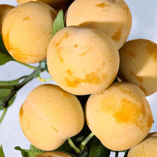 Слива Медовая изображение 1 артикул 7447