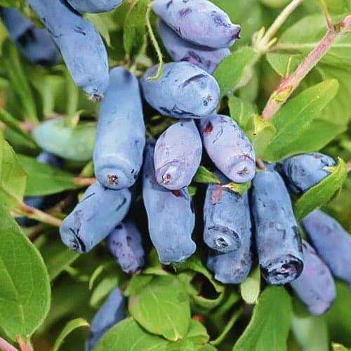 Жимолость Камчадалка изображение 1 артикул 9307