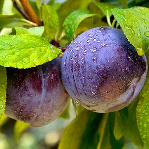 Слива Блю Фри изображение 1 артикул 7442