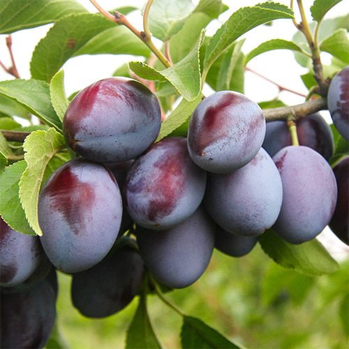 Слива Богатырская артикул фото 1 Слива Богатырская изображение 1 артикул 7443