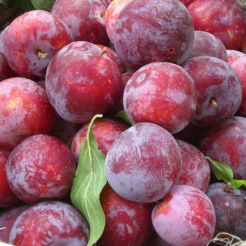 Слива Деликатесная изображение 1 артикул 7445