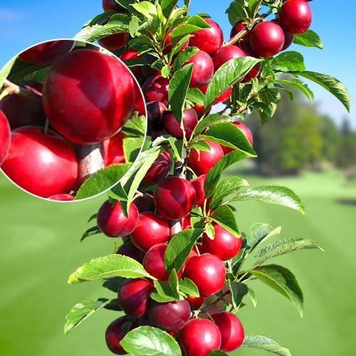 Слива колоновидная Рубин изображение 1 артикул 1919