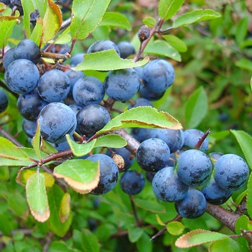 Слива колючая изображение 1 артикул 4701