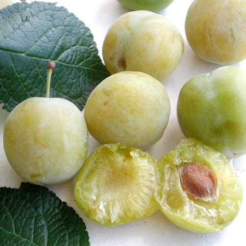 Слива Белая медовая изображение 1 артикул 4238