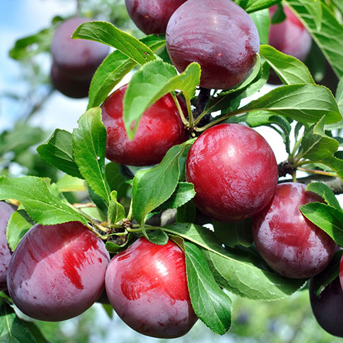 Слива Санта Роза изображение 1 артикул 7021