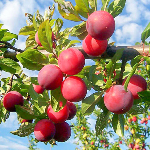 Слива Скороспелка красная изображение 1 артикул 7024