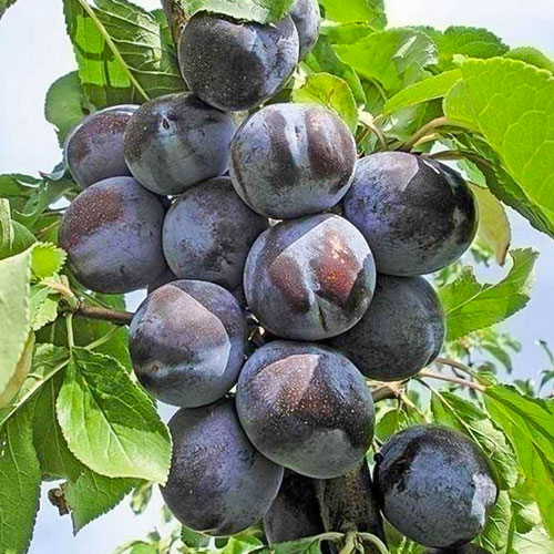 Слива Стенлей артикул фото 1 Слива Стенлей изображение 1 артикул 7022