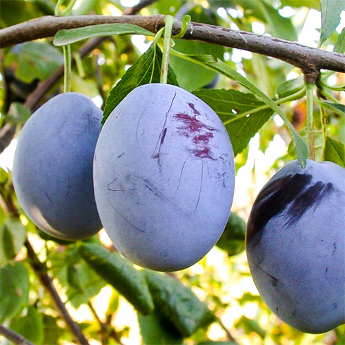 Слива Топ гигант изображение 1 артикул 7448