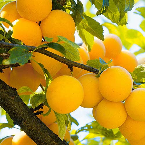 Слива Уральская золотистая изображение 1 артикул 7936