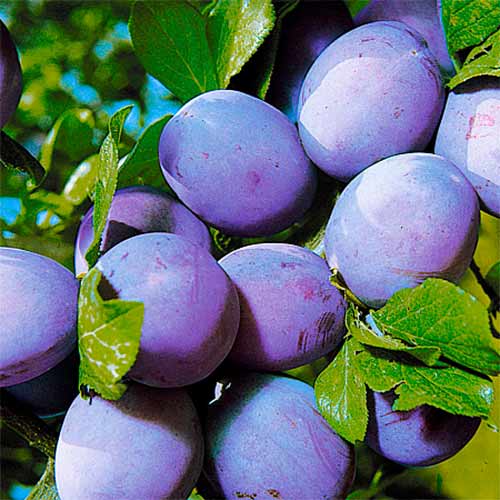 Слива Уральский чернослив изображение 1 артикул 4240