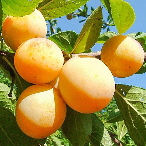 Слива Золотистая крупная изображение 1 артикул 7018