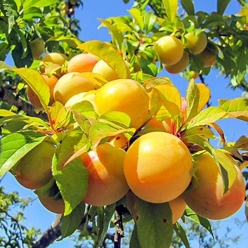 Слива Золотистая ранняя изображение 1 артикул 7019