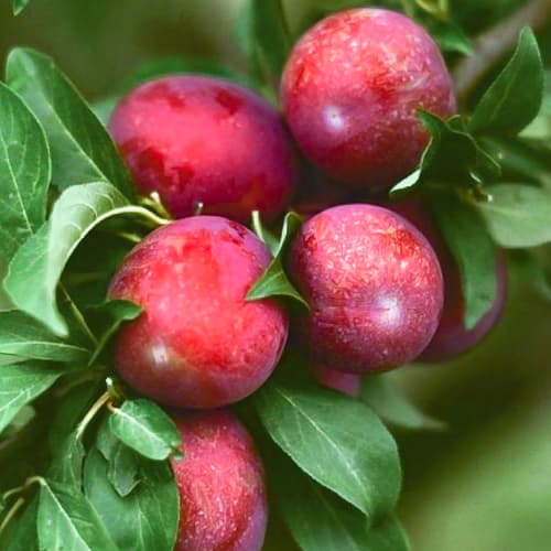 Сливово-вишневый гибрид Пчелка изображение 1 артикул 1510