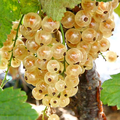 Смородина белая Императорская изображение 1 артикул 7563