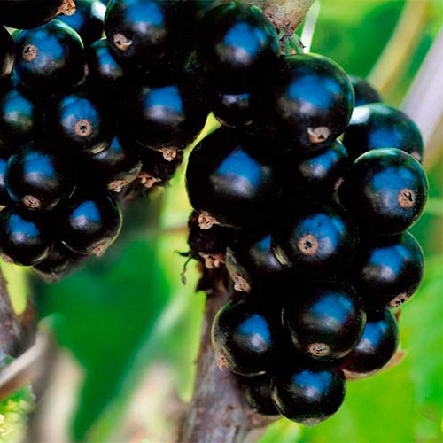 Смородина черная Биг Бен изображение 1 артикул 7575