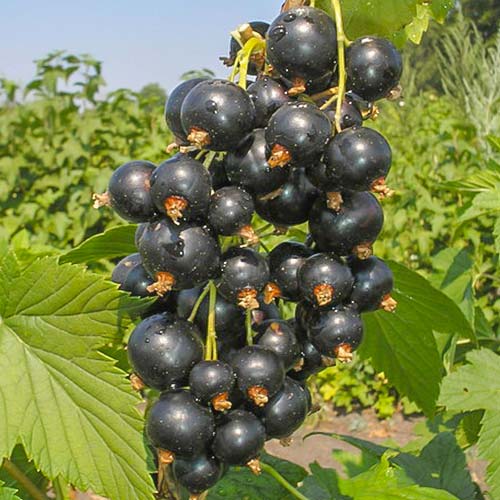 Смородина черная Ажурная изображение 1 артикул 7683