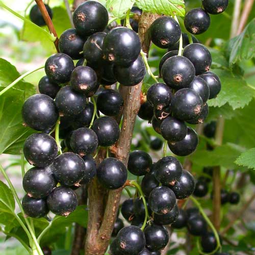 Смородина черная Атлант изображение 1 артикул 4386