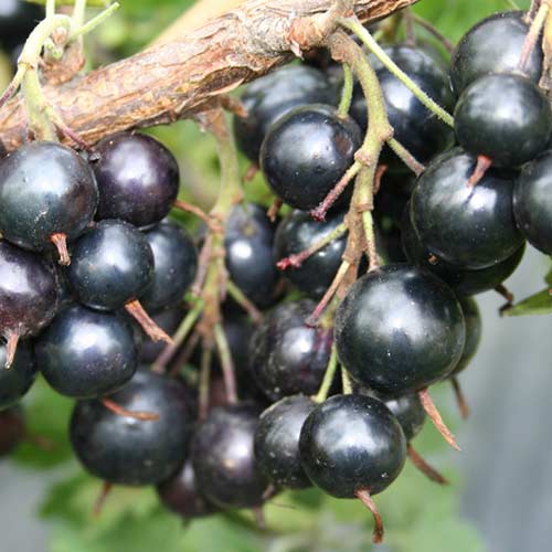 Смородина черная Белорусская сладкая изображение 1 артикул 4387