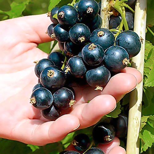 Смородина черная Черешневая изображение 1 артикул 4391