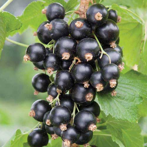 Смородина черная Экзотика изображение 1 артикул 7638