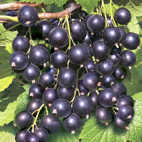 Смородина черная Гулливер изображение 1 артикул 4389