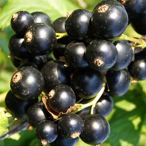 Смородина черная Искушение изображение 1 артикул 4395