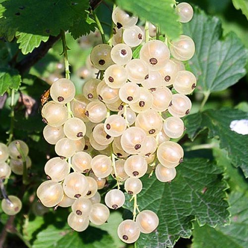 Смородина Голландская белая изображение 1 артикул 8067