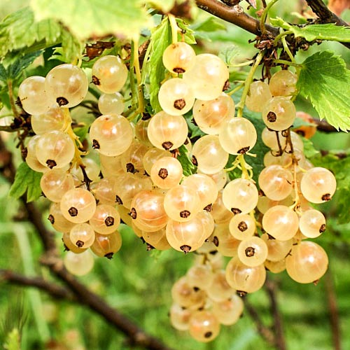 Смородина желтая Императорская  изображение 1 артикул 8117