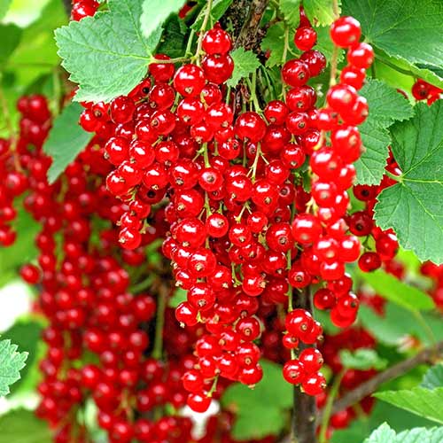 Смородина красная Альфа изображение 1 артикул 4377