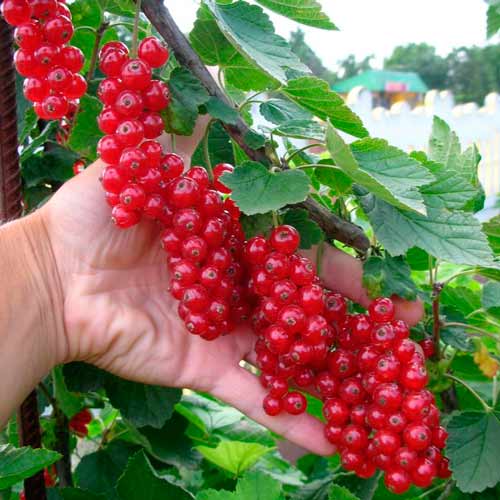 Смородина красная Голландская изображение 1 артикул 7567