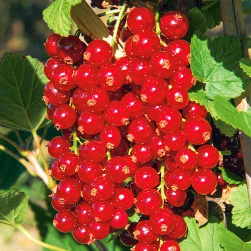 Смородина красная Императорская изображение 1 артикул 7568