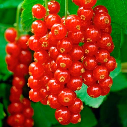 Смородина красная Уральская красавица изображение 1 артикул 7571