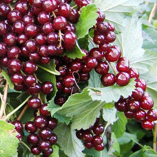 Смородина красная Вишневая изображение 1 артикул 4379