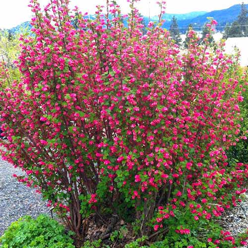 Смородина Кинг Эдвард VII изображение 1 артикул 76655