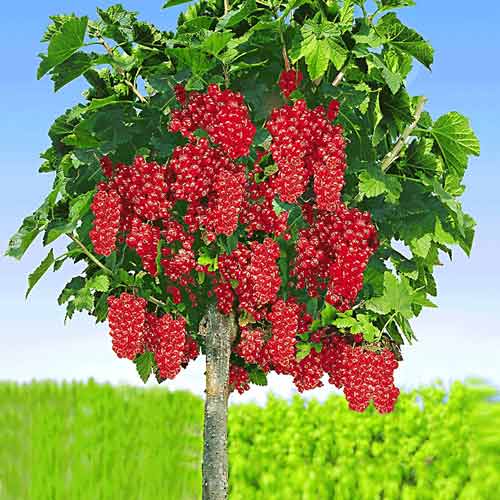 Смородина на штамбе Розетта изображение 1 артикул 8012