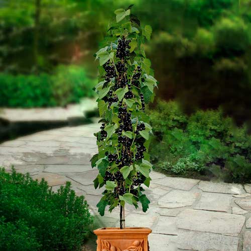 Смородина на штамбе Титания изображение 1 артикул 8010