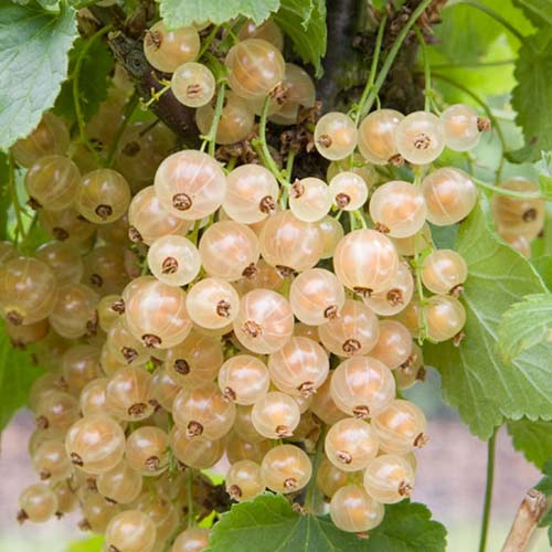 Смородина на штамбе Уайт Версалес изображение 1 артикул 8008