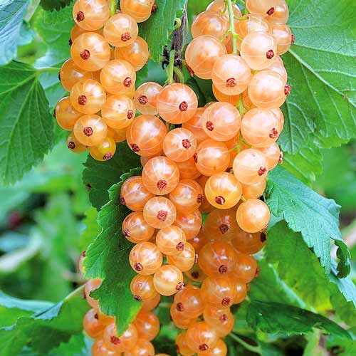 Смородина розовая Любава изображение 1 артикул 7572