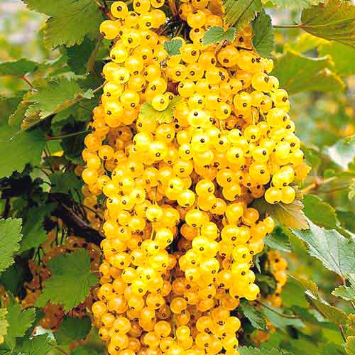 Смородина белая Версальская изображение 1 артикул 7562