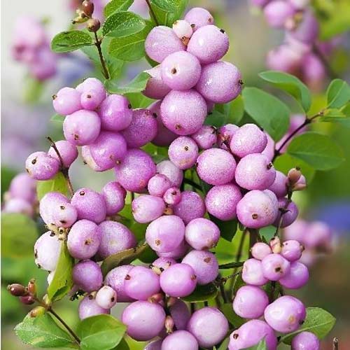 Снежноягодник Доренбоза Мазер оф Перл изображение 1 артикул 67945