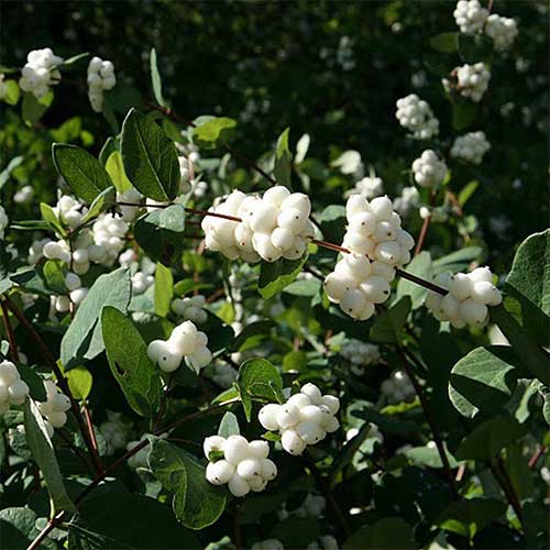 Снежноягодник Вайт Хэйдж изображение 1 артикул 01216