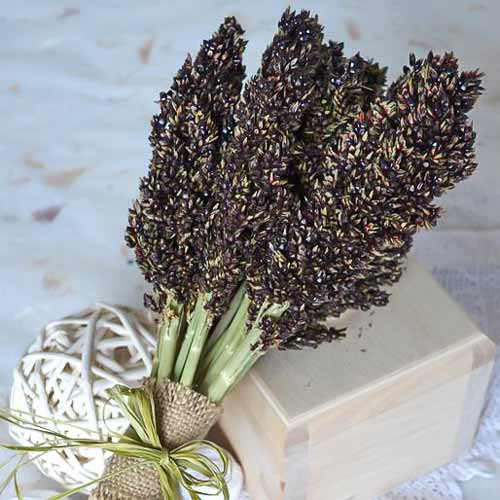 Сорго черное Сафари изображение 1 артикул 71249