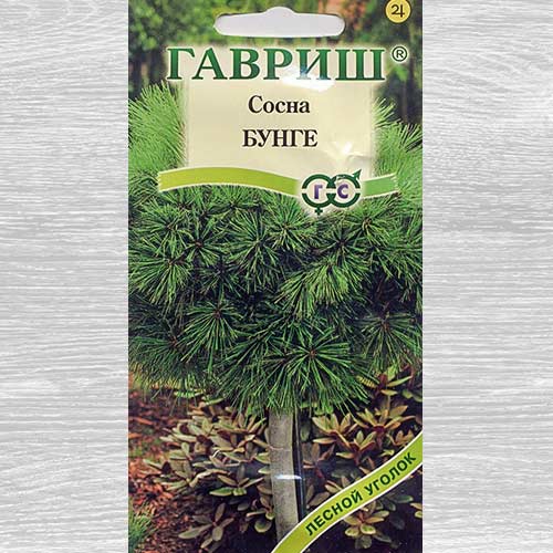 Сосна Бунге изображение 1 артикул 82431
