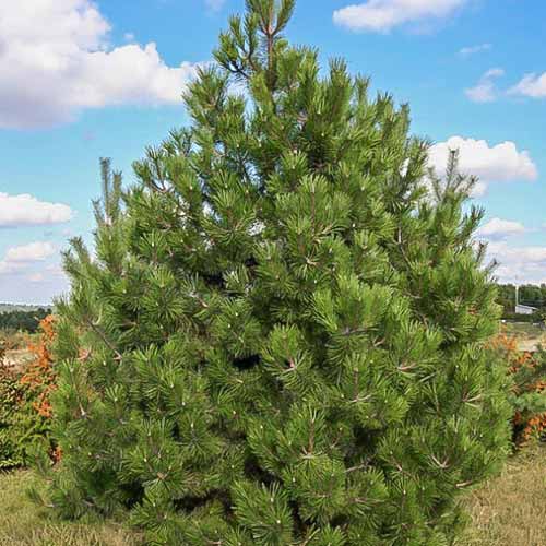 Сосна черная изображение 1 артикул 8382