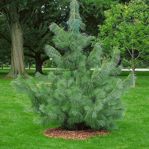 Сосна Гималайская артикул фото 1 Сосна Гималайская изображение 1 артикул 9409