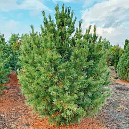 Сосна кедровая европейская изображение 1 артикул 8381